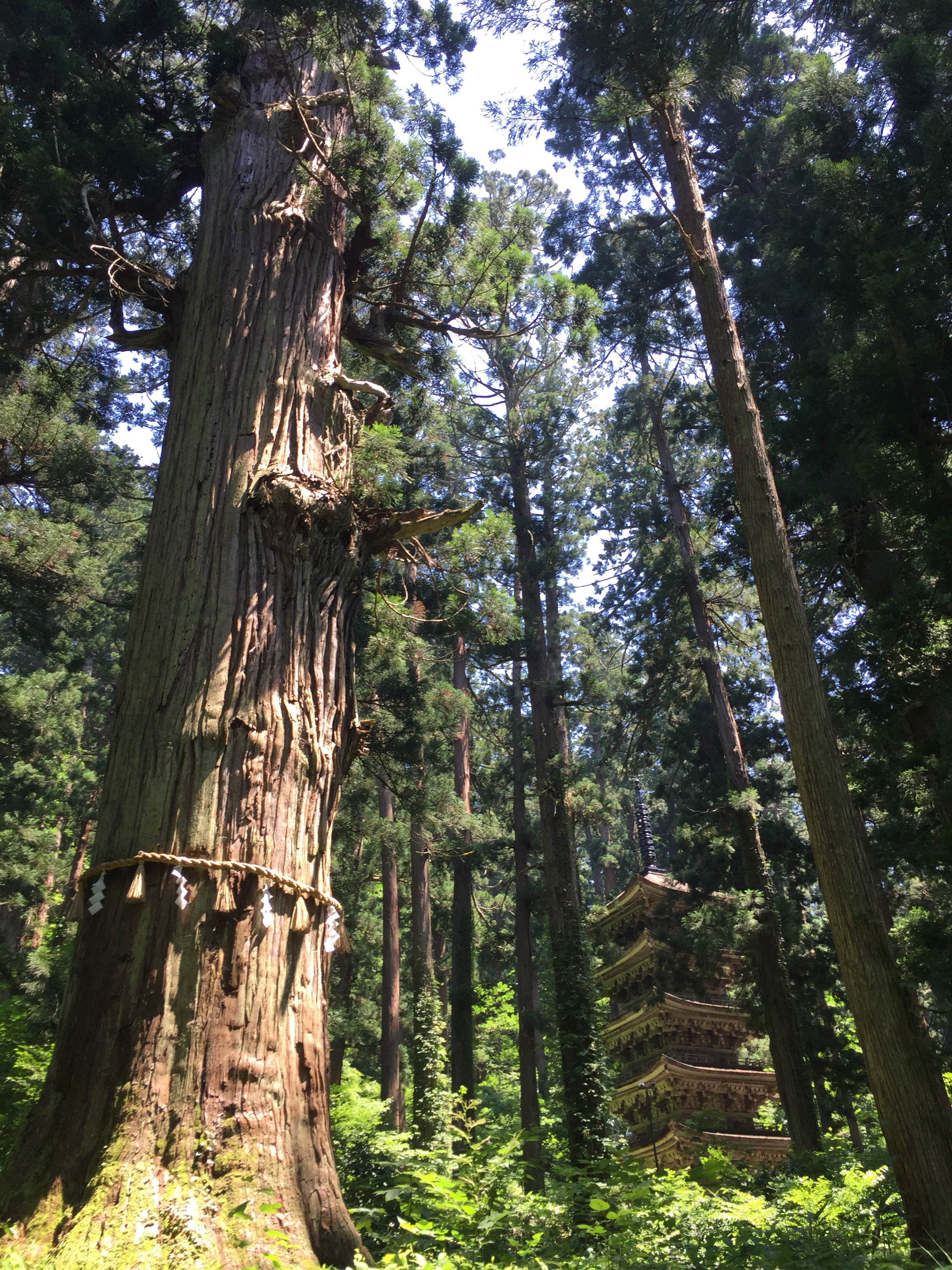 【羽黒山】花祭りで激混雑の羽黒山、二の坂茶屋にて力餅と力こんにゃく!
