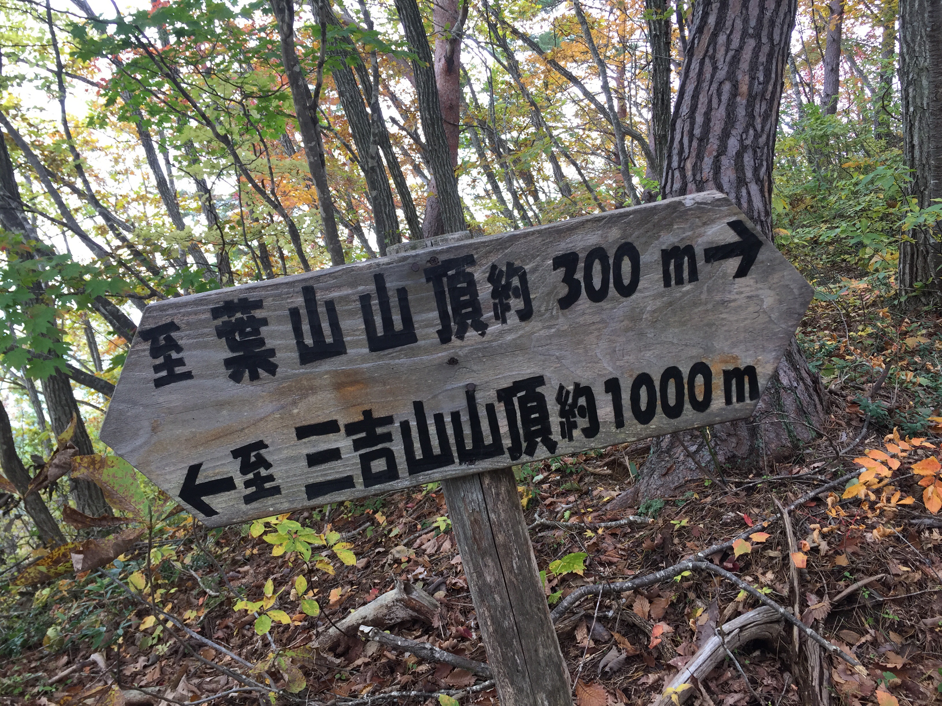 上山　葉山　登山道