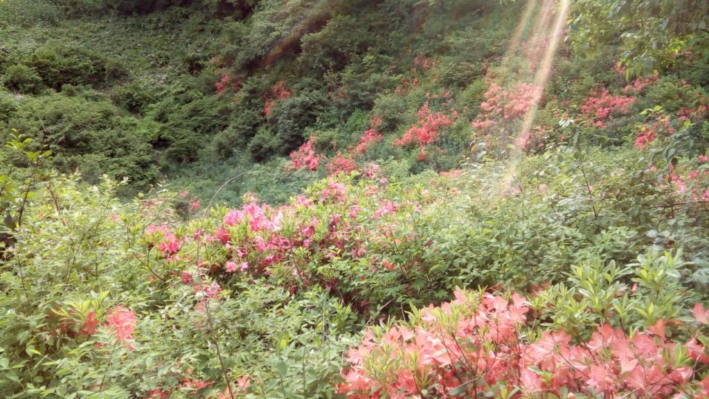 ジャガラモガラ　レンゲツツジ
