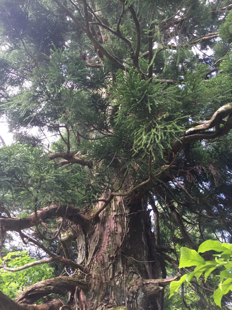 雁戸山　山形百名山　ウラ杉