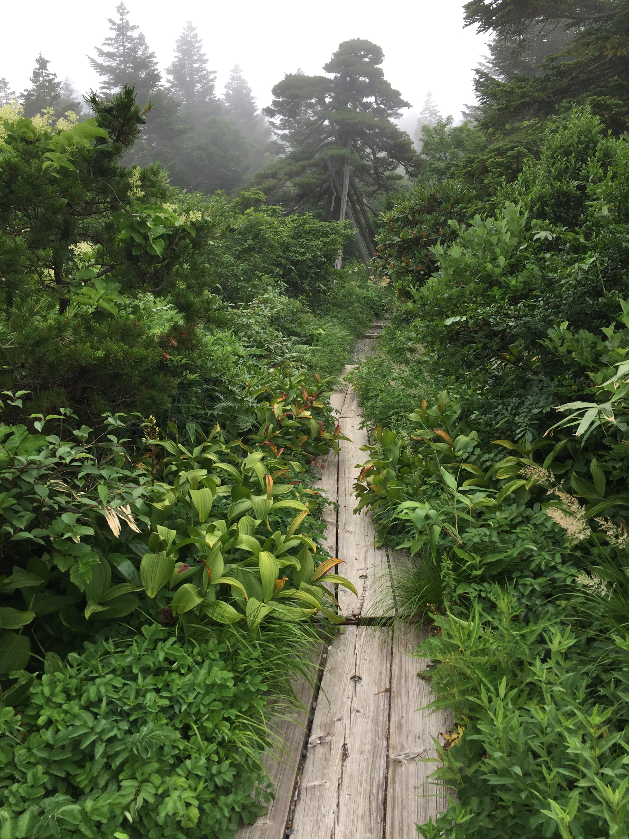 蔵王　熊野岳　日本百名山　山形百名山　登山道
