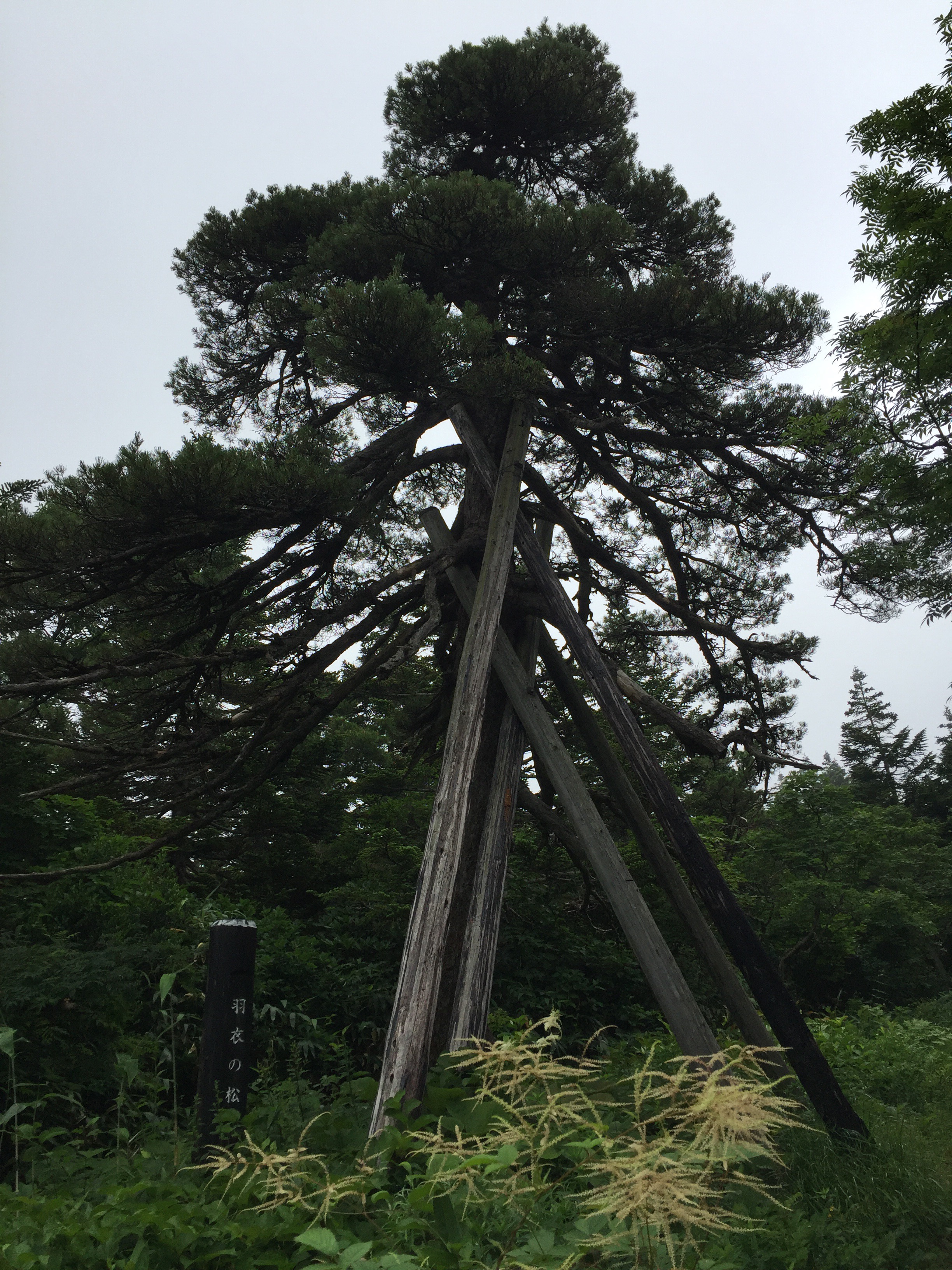 蔵王　熊野岳　日本百名山　山形百名山　登山道　羽衣の松
