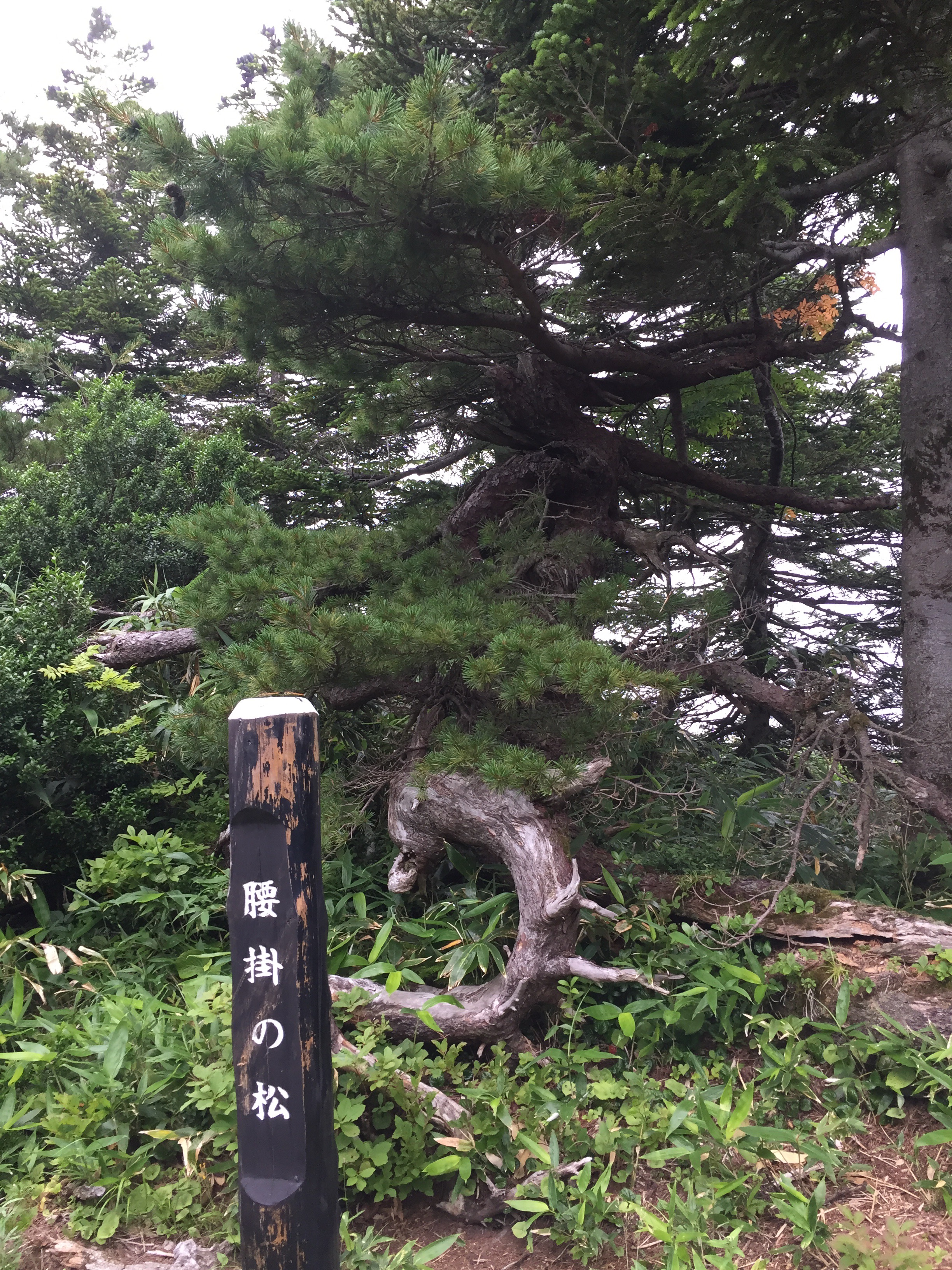 蔵王　熊野岳　日本百名山　山形百名山　登山道　腰掛の松