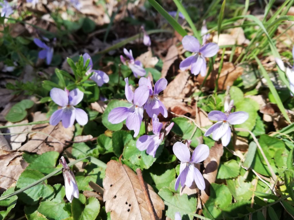城山　長谷堂城跡　山形百名山　登山道