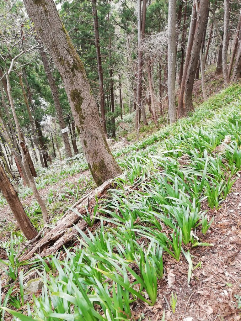 楯山　山形百名山　登山道