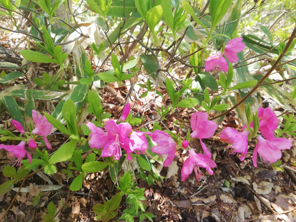 日本国　山形百名山　登山道　ツツジ