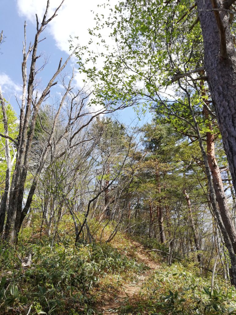 天狗山　山形百名山　登山道