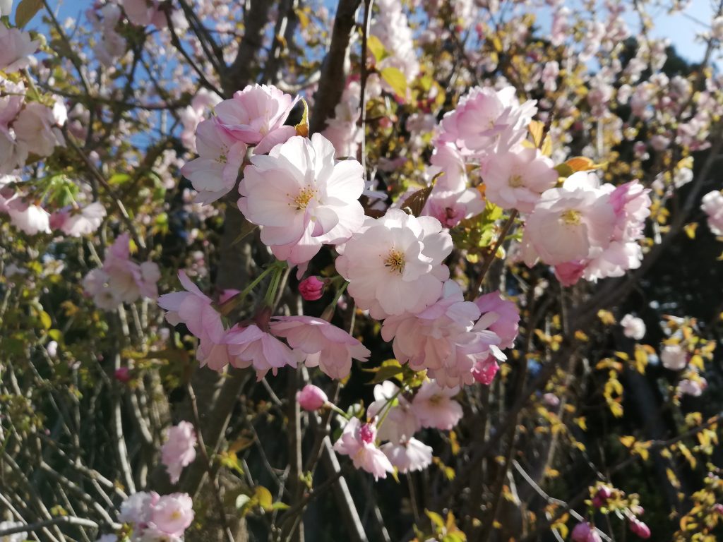 天狗山　山形百名山　登山道　桜