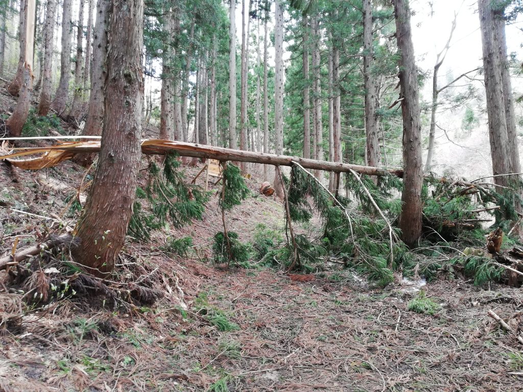 白鷹山　山形百名山　登山道
