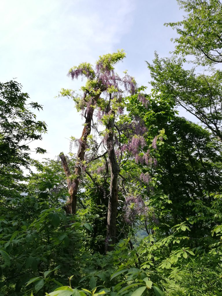 大高根山　山形百名山　登山道　藤の花